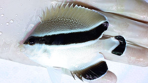 【現物5】ハナゴンベ 6cm± (A-4302) 粒エサOK ハナゴンベ 1匹 4-6cm± ! 海水魚 ゴンベ