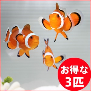 カクレクマノミ