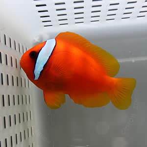 ハマクマノミ