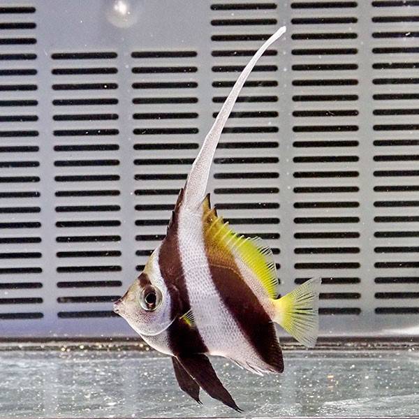 キンギョハナダイ 4-6cm±! 海水魚 ハナダイ15時までのご注文で当日発送(t118 - 熱帯魚・アクアリウム