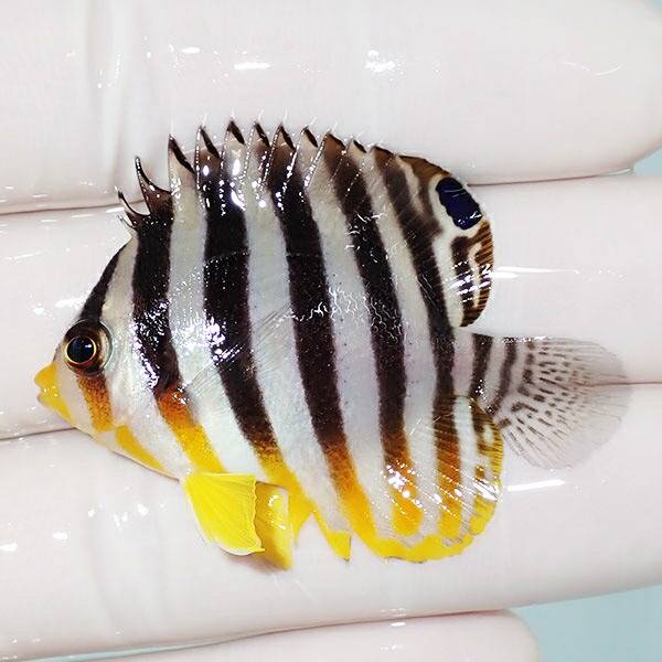 海水魚最新在庫情報を毎日更新、ヤッコ・チョウチョウウオ、ハゼなど