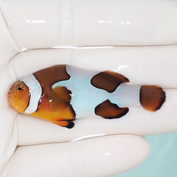 【現物7】Aグレード ブラックピカソクラウン 5.8cm±! 海水魚 クマノミ ...
