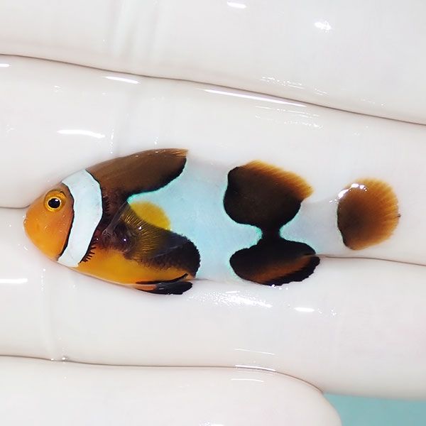 【現物6】Aグレード ブラックピカソクラウン 4.3cm±! 海水魚 クマノミ ...