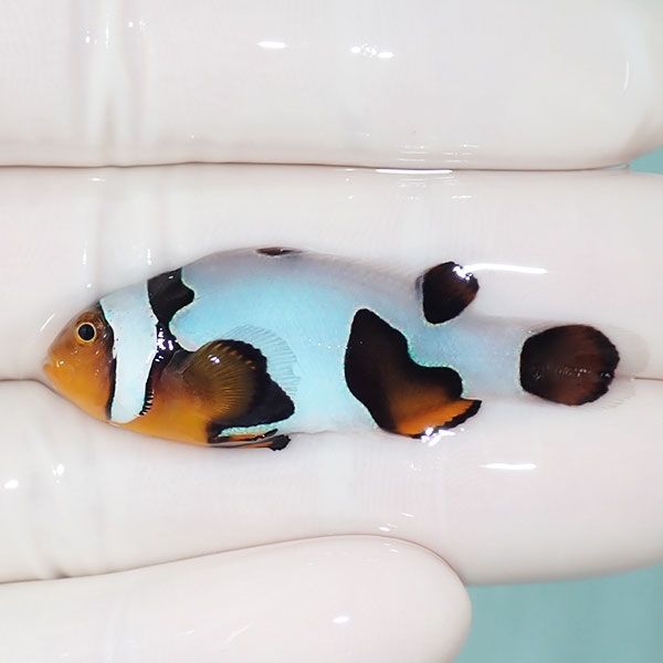 【現物12】Aグレード ブラックピカソクラウン 4.5cm±! 海水魚 クマノミ ...