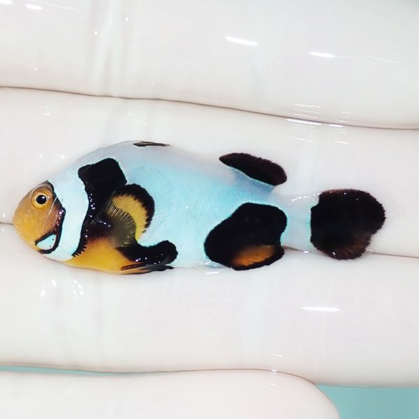 【現物13】Aグレード ブラックピカソクラウン 4.5cm±! 海水魚 クマノミ ...