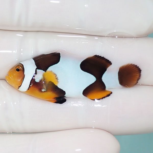 【現物11】Aグレード ブラックピカソクラウン 4.5cm±! 海水魚 クマノミ ...