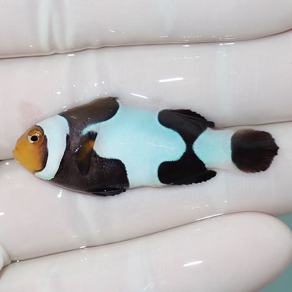 【現物2】Aグレード ブラックピカソクラウン 4.5cm±! 海水魚 クマノミ ...