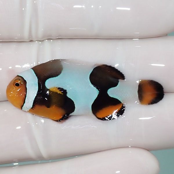 【現物3】Aグレード ブラックピカソクラウン 4.5cm±! 海水魚 クマノミ ...