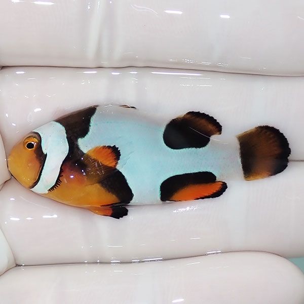【現物1】Aグレード ブラックピカソクラウン 4.7cm±! 海水魚 クマノミ ...