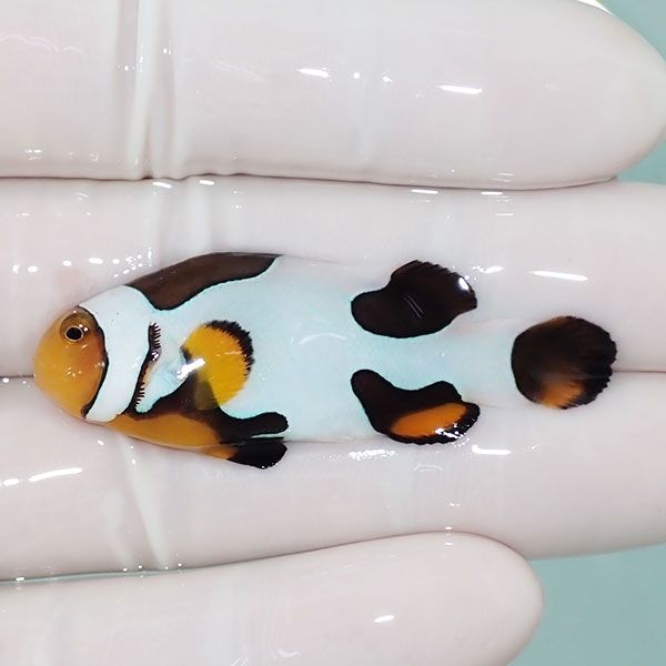 【現物5】Aグレード ブラックピカソクラウン 5cm±! 海水魚 クマノミ 餌...