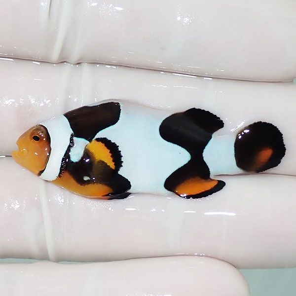【現物6】Aグレード ブラックピカソクラウン 4.7cm±! 海水魚 クマノミ ...