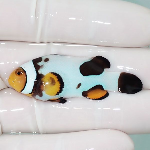 【現物7】Aグレード ブラックピカソクラウン 5.5cm±! 海水魚 クマノミ ...
