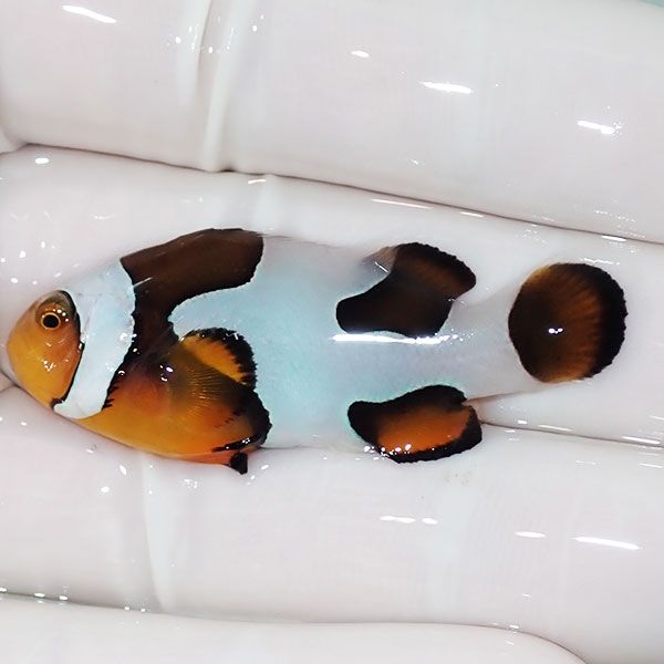 【現物9】Aグレード ブラックピカソクラウン 4.7cm±! 海水魚 クマノミ ...