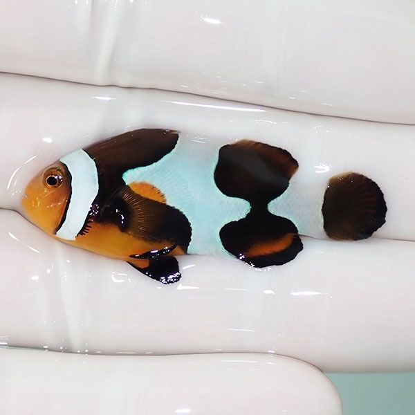 【現物10】Aグレード ブラックピカソクラウン 4.5cm±! 海水魚 クマノミ ...