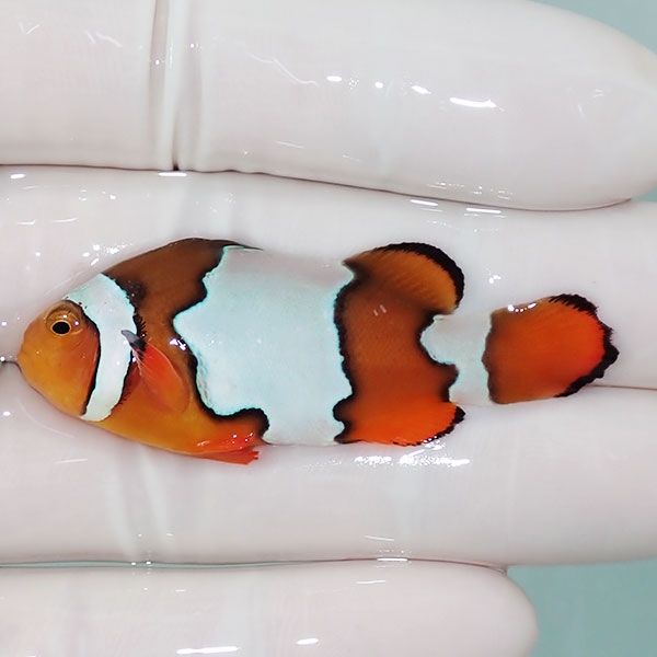 【現物1】オレンジスノーフレークオセラリス 5.2cm±!海水魚 クマノミ ブ...