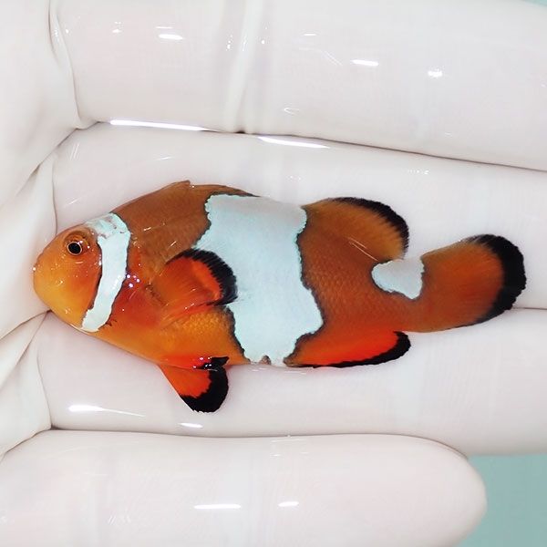 【現物2】オレンジスノーフレークオセラリス 5.5cm±!海水魚 クマノミ ブ...