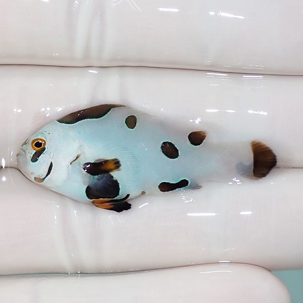 【現物2】ピカソストーム 4.5cm± ! ブリード 海水魚 カクレクマノミ(t11...