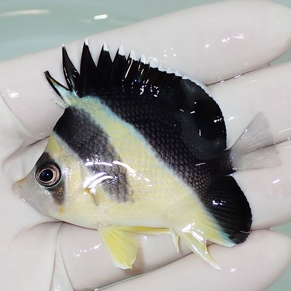 【現物6】粒エサOK バーゲスバタフライ 6cm±! 海水魚 チョウチョウウオ ...
