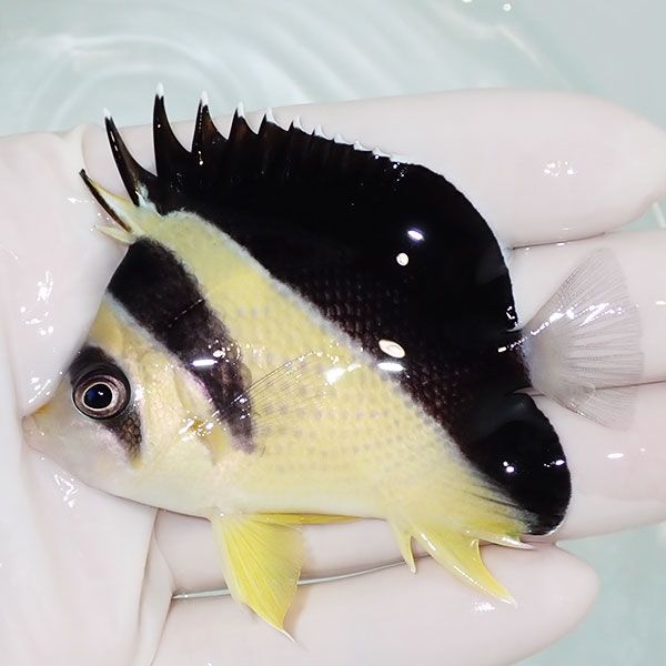 【現物7】粒エサOK バーゲスバタフライ 7.5cm±! 海水魚 チョウチョウウ...