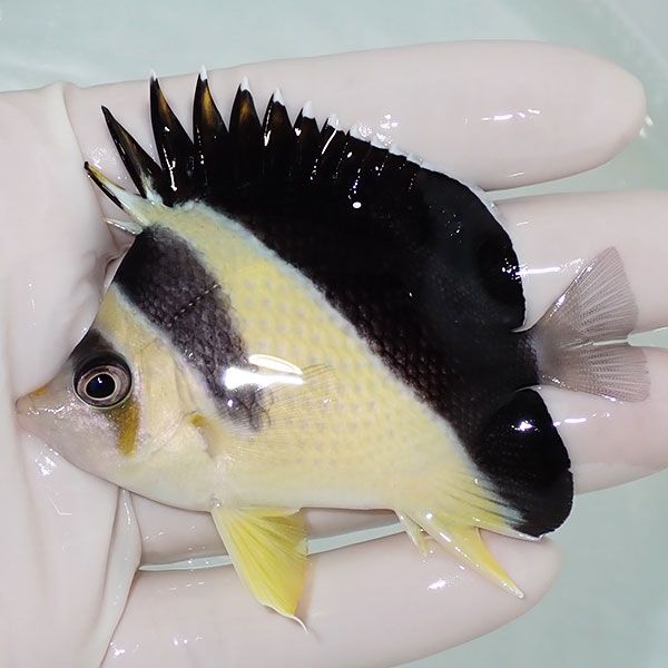 【現物8】粒エサOK バーゲスバタフライ 7.5cm±! 海水魚 チョウチョウウ...