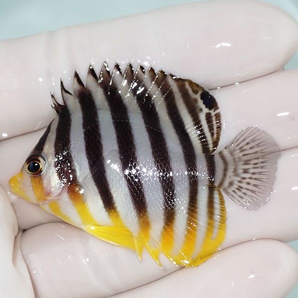 【現物3】sale シマヤッコ 5cm±! 海水魚 生体 15時までのご注文で当日発...