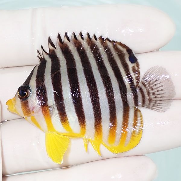 【現物1】saleシマヤッコ 5.5cm±! 海水魚 生体 15時までのご注文で当日...