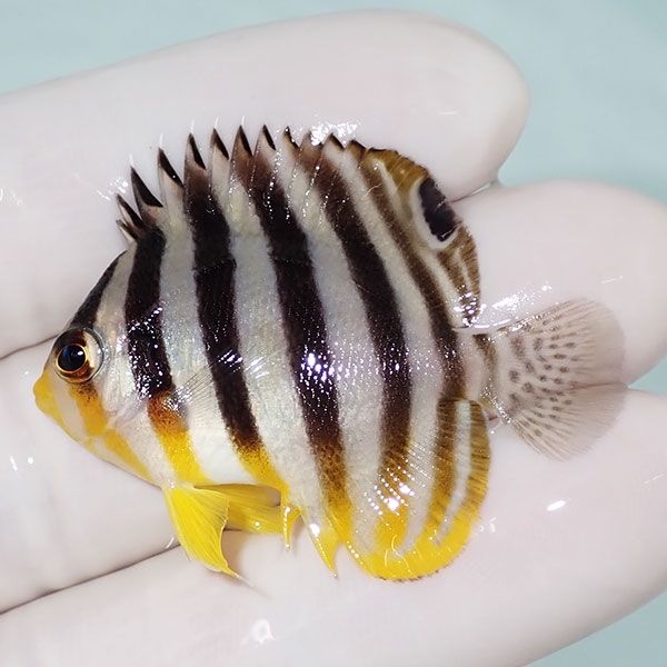 【現物2】sale シマヤッコ 4cm±! 海水魚 生体 15時までのご注文で当日発...