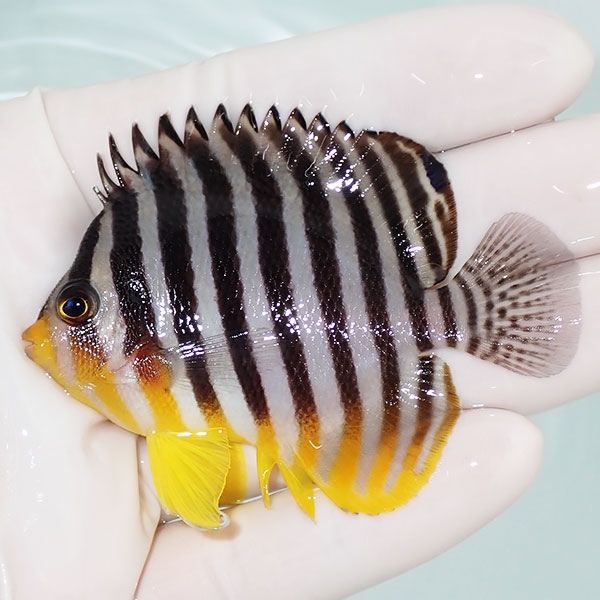 【現物6】sale シマヤッコ 7cm±! 海水魚 生体 15時までのご注文で当日発...