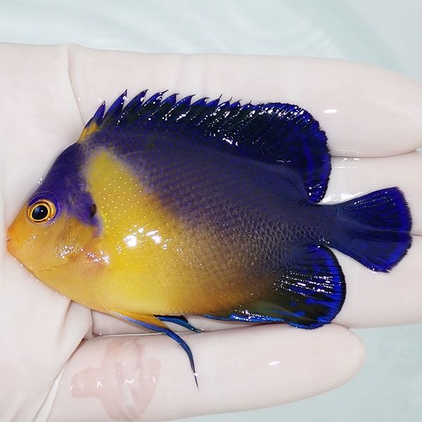 【現物3】スミレヤッコ 7.5cm±! 海水魚 ヤッコ 15時までのご注文で当日...