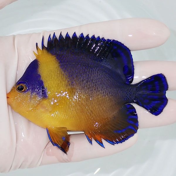 【現物4】スミレヤッコ 9cm±! 海水魚 ヤッコ 15時までのご注文で当日発...