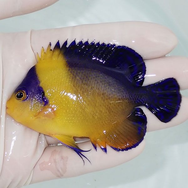 【現物1】スミレヤッコ 8.5cm±! 海水魚 ヤッコ 15時までのご注文で当日...