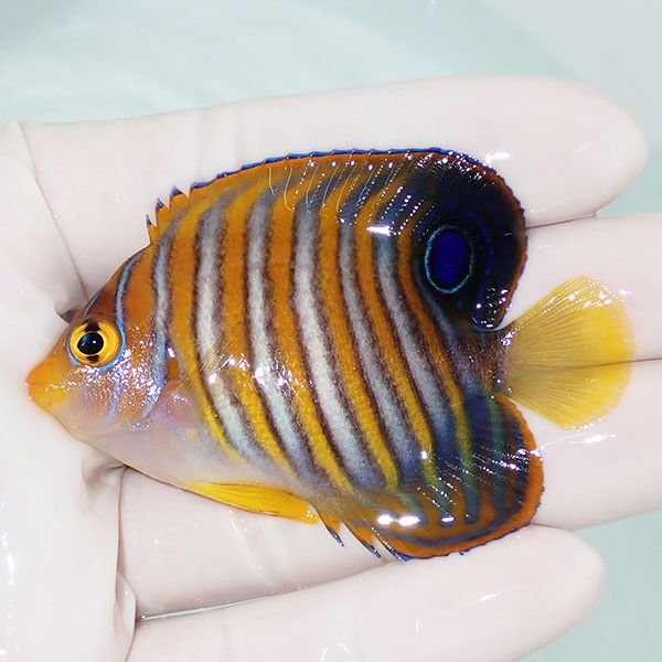 【現物1】ニシキヤッコ 6.5cm±!海水魚 ヤッコ15時までのご注文で当日発...