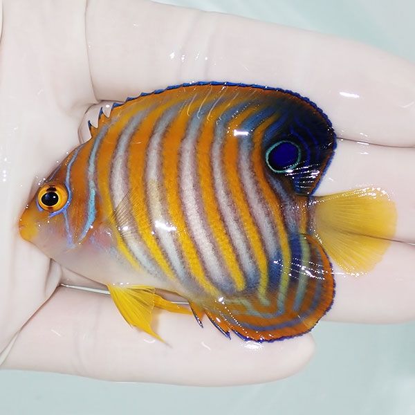 【現物2】ニシキヤッコ 7cm±!海水魚 ヤッコ15時までのご注文で当日発送(...