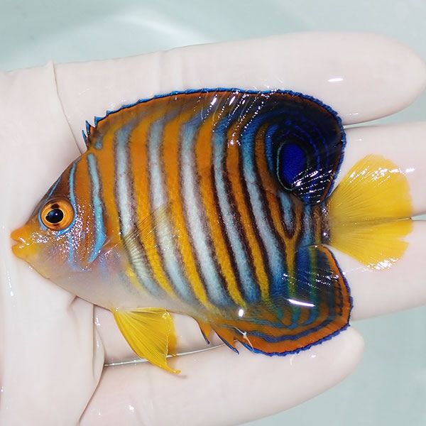 【現物3】ニシキヤッコ 7.5cm±!海水魚 ヤッコ15時までのご注文で当日発...