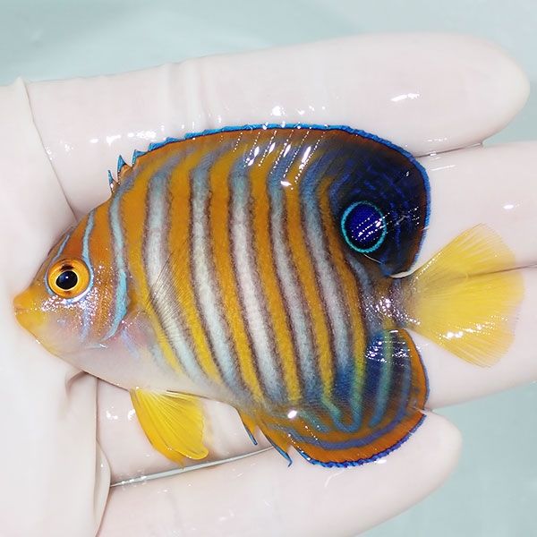 【現物4】ニシキヤッコ 6.5cm±!海水魚 ヤッコ15時までのご注文で当日発...