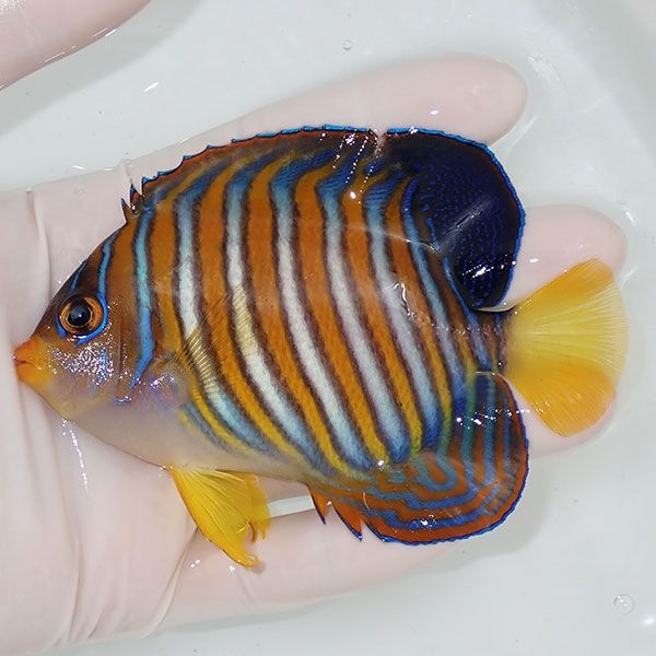 【現物5】ニシキヤッコ 11cm±!海水魚 ヤッコ15時までのご注文で当日発送...