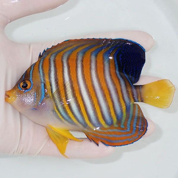 【現物6】ニシキヤッコ 12cm±!海水魚 ヤッコ15時までのご注文で当日発送...