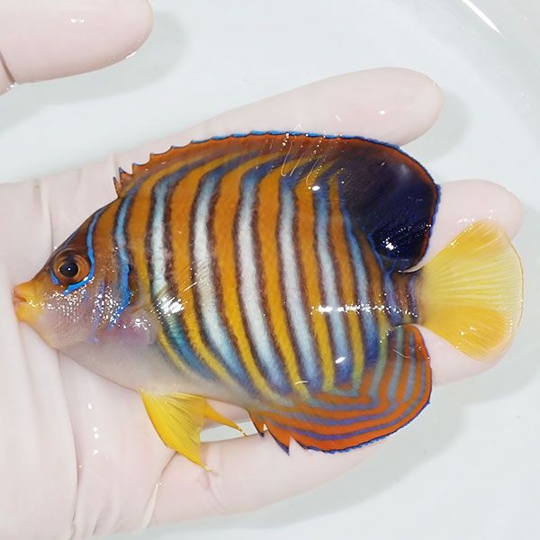 【現物7】ニシキヤッコ 10.5cm±!海水魚 ヤッコ15時までのご注文で当日発...