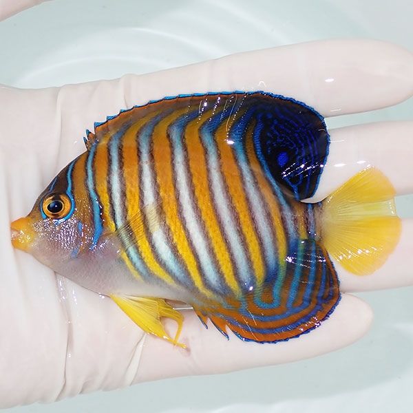 【現物8】ニシキヤッコ 9.5cm±!海水魚 ヤッコ15時までのご注文で当日発...