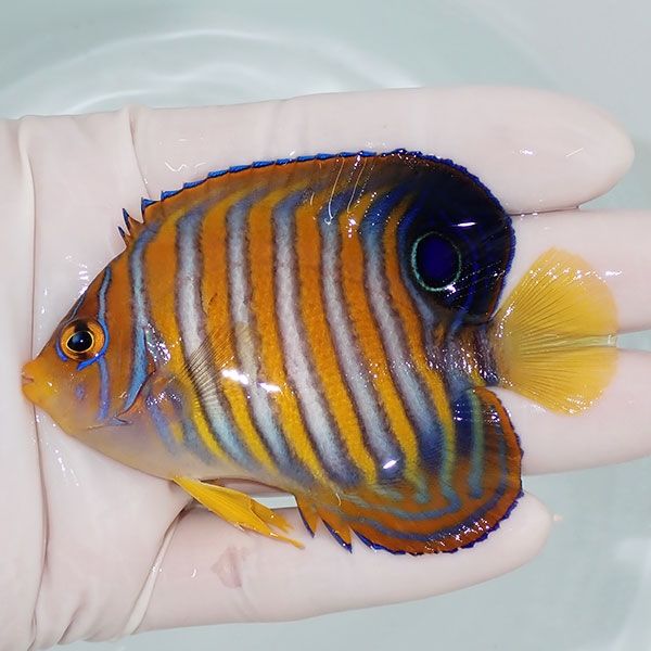 【現物9】 ニシキヤッコ 8.5cm±!海水魚 ヤッコ15時までのご注文で当日発...