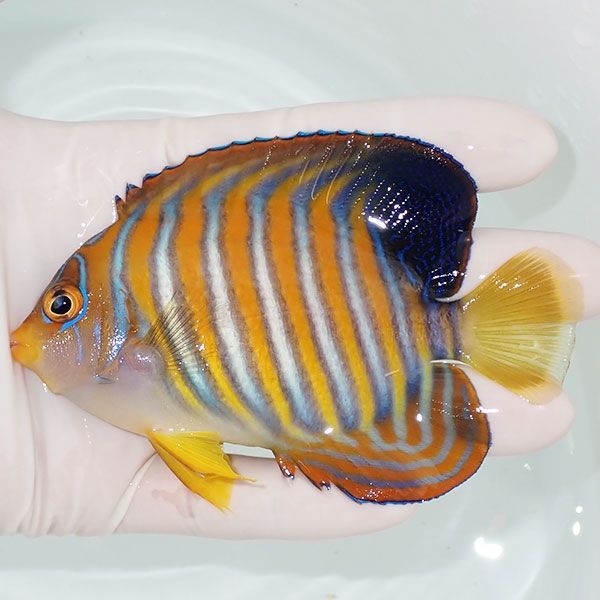 【現物10】ニシキヤッコ 10.5cm±!海水魚 ヤッコ15時までのご注文で当日...