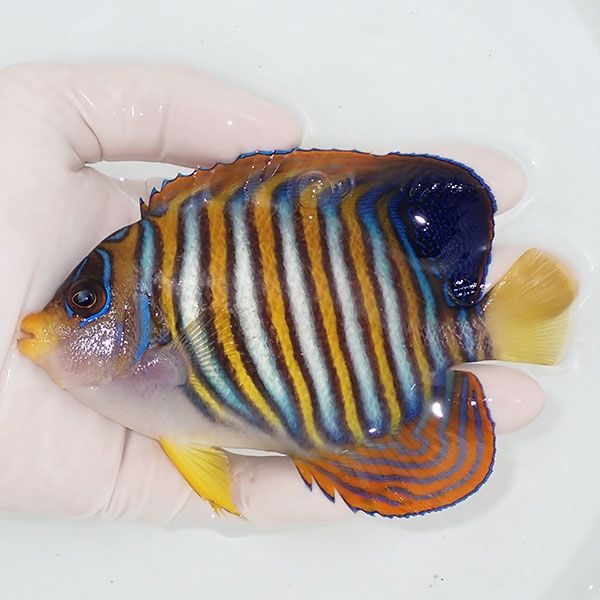 【現物11】ニシキヤッコ 13cm±!海水魚 ヤッコ15時までのご注文で当日発...