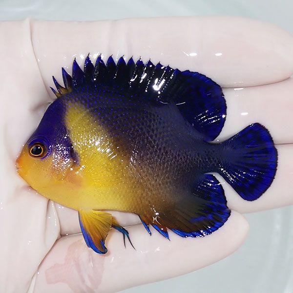 【現物2】スミレヤッコ 6.5cm±! 海水魚 ヤッコ 15時までのご注文で当日...