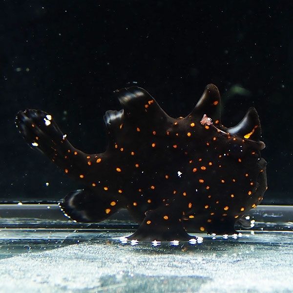 【現物5】クマドリカエルアンコウ 4cm! 海水魚 アンコウ 15時までのご注...