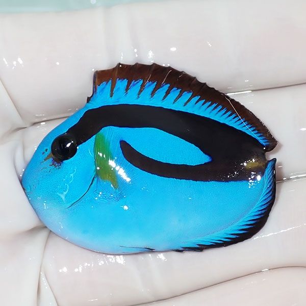 【現物】ナンヨウハギハートテール 4.7cm±! 海水魚 ハギ !15時までのご...