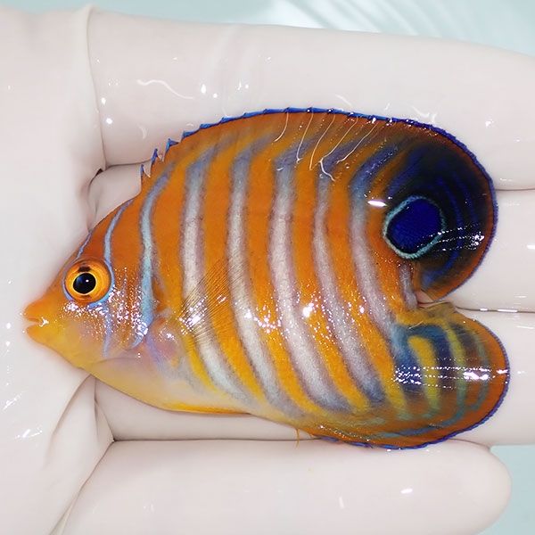 【現物】粒エサOK ニシキヤッコ ハートテール 6cm± ! 海水魚 ヤッコ 15...