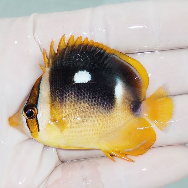 【現物】シテンチョウ 6cm±!チョウチョウウオ 海水魚 生体 15時までのご...