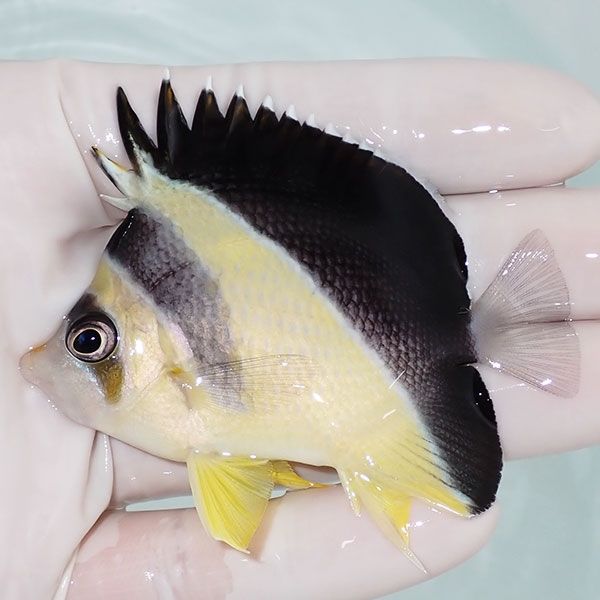 【現物1】粒エサOK バーゲスバタフライ 7.2cm±! 海水魚 チョウチョウウ...