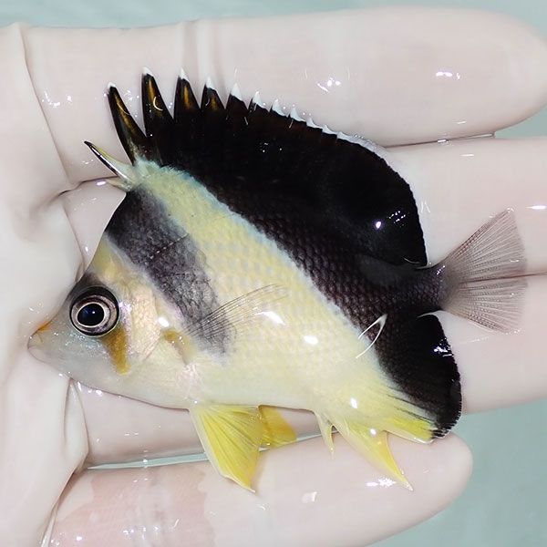 【現物2】粒エサOK バーゲスバタフライ 6.5cm±! 海水魚 チョウチョウウ...