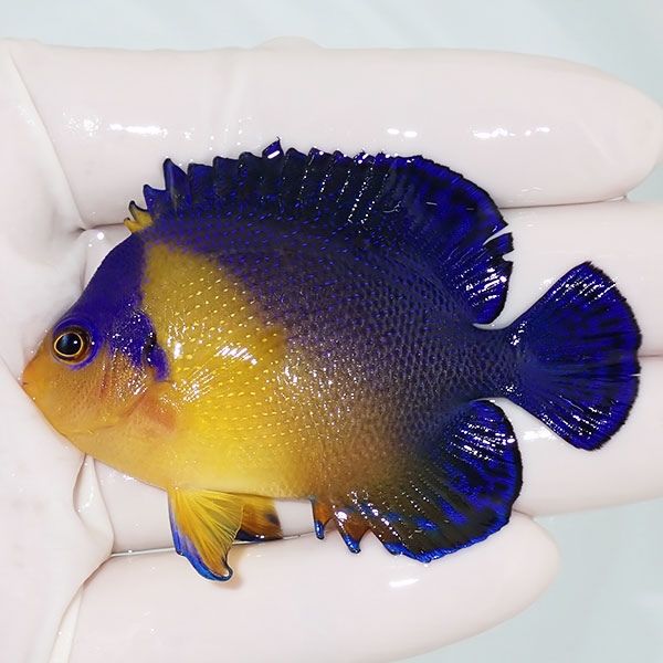 【現物7】スミレヤッコ 7cm±! 海水魚 ヤッコ 15時までのご注文で当日発...